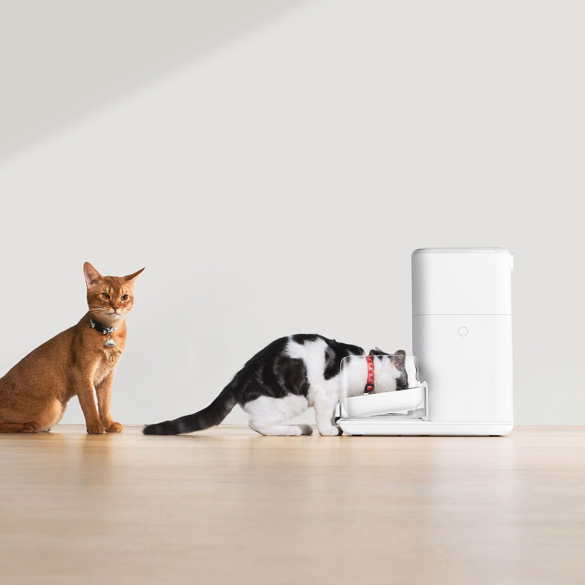 Catlink Automatic Pet Feeder